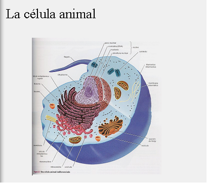 la celula animal. celula animal